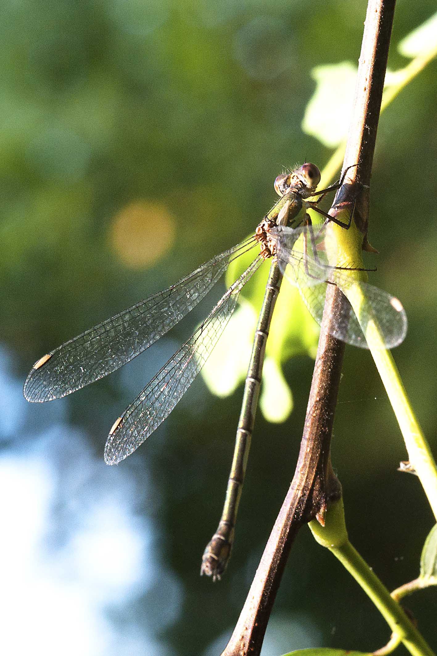 aiuto ID Lestes